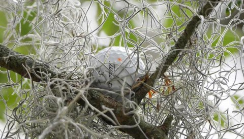 Cậu bé trèo lên cây lấy bóng của Rickie Fowler