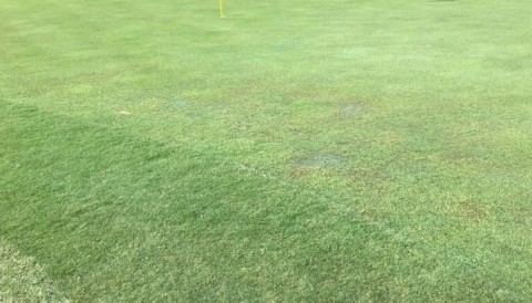 Mặt cỏ green tại Bellerive bị sần sùi, nham nhở trước thềm giải PGA Championship