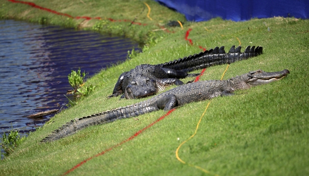 Justin Rose cởi quần lội nước hồ đầy cá sấu để cứu bóng