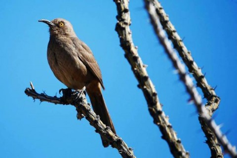 Ảnh đẹp trong tuần 5/2014: Giải Waste Management Phoenix