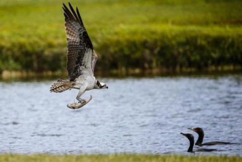 Ảnh đẹp tuần 11/2014: Giải Valspar Championship 2014