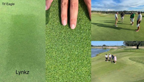 Loại cỏ Zoysia mới có thể làm thay đổi bộ mặt sân golf ở Việt Nam