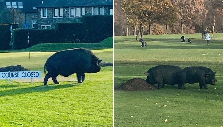 Hai golfer nhập viện, sân đóng cửa tạm thời vì lợn khổng lồ tấn công