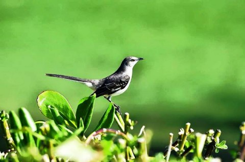 Pure Silk Bahamas LPGA Classic 2015 ở Atlantis Resort