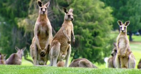 Kangaroos 