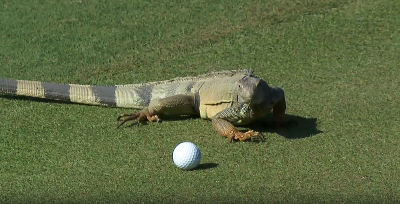 [Luật Golf 18-1] Kỳ Giông đẩy bóng golf ở Puerto Rice Open 2014
